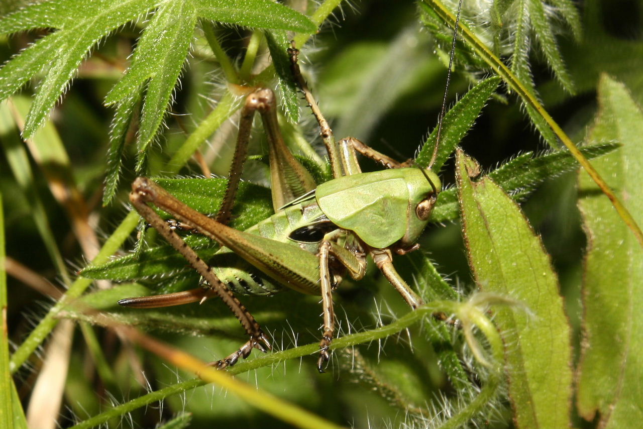 Orthoptera da determinare-4